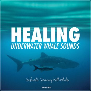 Whale Sounds Healing Whale Song