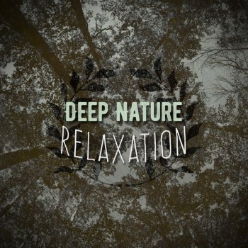 Sounds of Nature Relaxation A Stream through the Forest