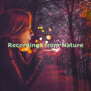 Nature Recordings Pebbles Bioluminescence