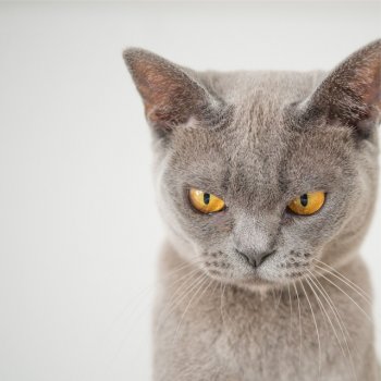 Calm Music for Cats feat. Music for Relaxing Cats & Pet Care Club Calm Sea Breeze