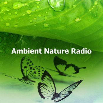 Ambi Nature Radio Natural Kind