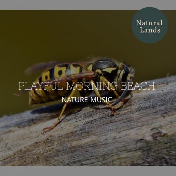 Fairy Nature Music Project Endless Tunes of Toad Croaking
