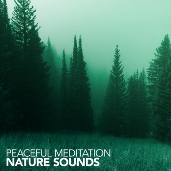 Meditation Awareness Roadside Flight