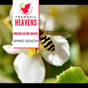 Nature Healing Revival Music Slow Cricket Trill