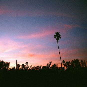 Garrett Nash Palm Trees