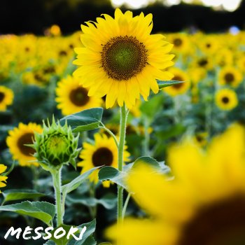 Исполнитель Messori, альбом Living to Die