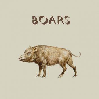 Boars The Child Appeared Again