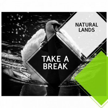 Feather Wings Nature Healing Music Lively Toad Chorus