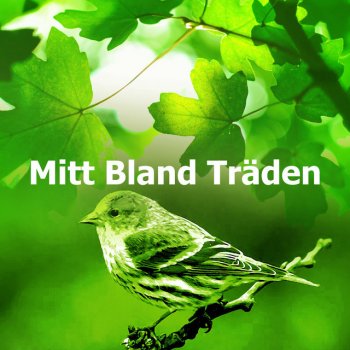 Swedish Forest Birds Song Tall