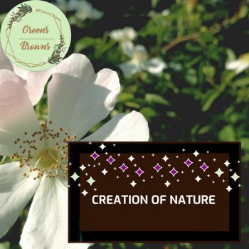 Nature Blossom Super Calm Music Camping Soundtrack with Cricket Buzz
