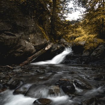 Frauke Rotwein Great Sounds of Forest Stream