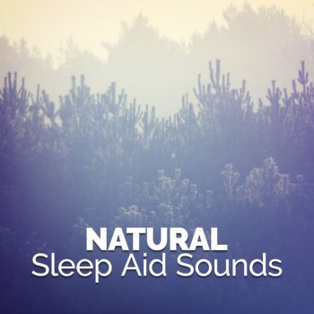 Deep Sleep Nature Sounds Morning Woodland