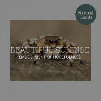 Artistic Nature Music Collection Creepy American Toads