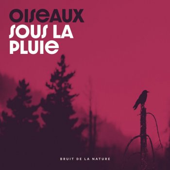 Bruit De La Nature Woods Bird