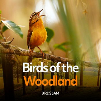 Birds 3AM Alarming Springtime