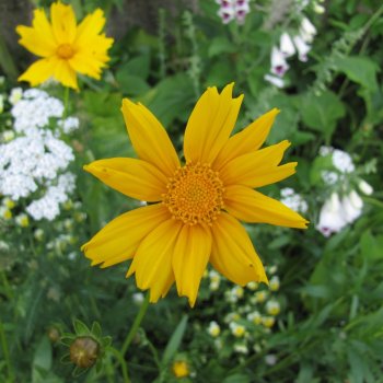 Houston Sunflower