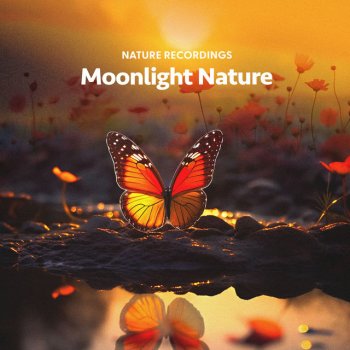 Nature Recordings Rainbow Seashells