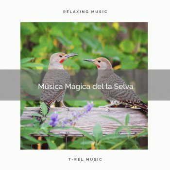 Naturaleza Sonidos Música Mágica de la Naturaleza con Cantos de Pajaritos para Relax Totalmente