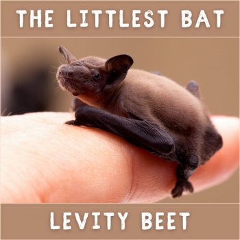 Levity Beet The Littlest Bat