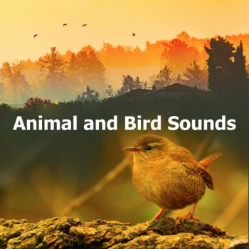 Animal and Bird Songs Pull Bird