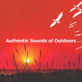 The Noisy Outdoors Embrace Essential