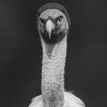 Исполнитель GALA, альбом 帕若黛丝 - Single