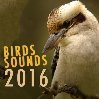 Bird Sounds 2016 Chaffinch Brook