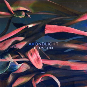 Avondlicht Black Blossom