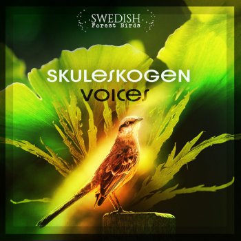 Swedish Forest Birds Songs at Sunset