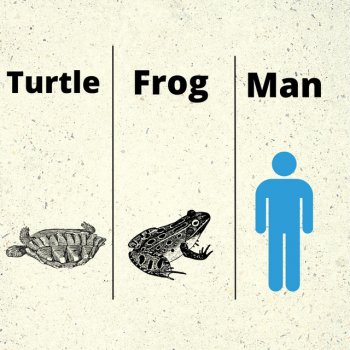 TurtleFrogMan Bugs