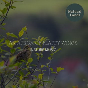 Cozy Nature Soothing Music Library American Elk Bugle