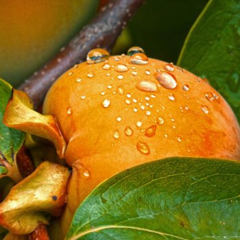 YT Rain Sounds to Sleep Sounds of Rain to Sleep