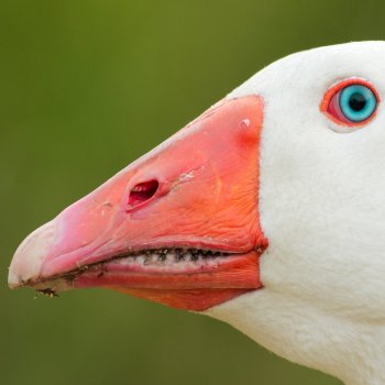 Drega Wet My Beak
